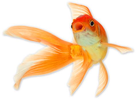 Goldfish Png Transparent Image Download Size 884x643px