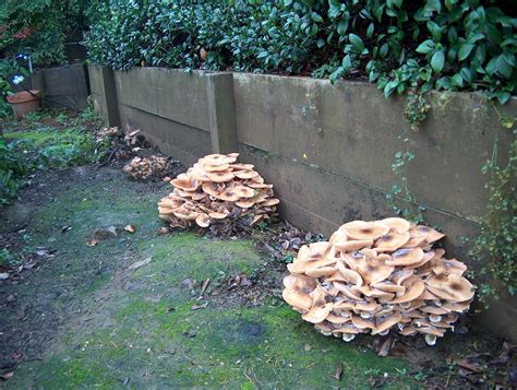 What Kind Of Mushroom Is In My Yard - All Mushroom Info