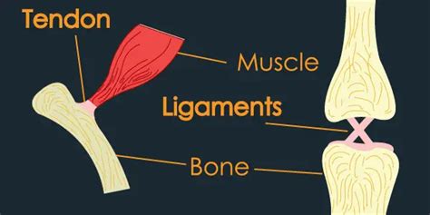 The Difference Between Bone And Cartilage 24 Hours Of Biology