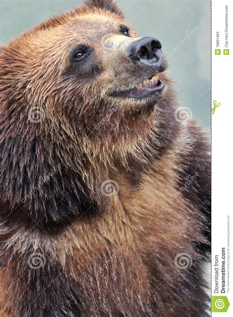 A Smiling Bear Stock Photos Image 19801463