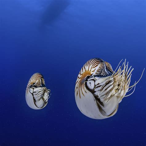 Top 125 Sea Animals With Shells