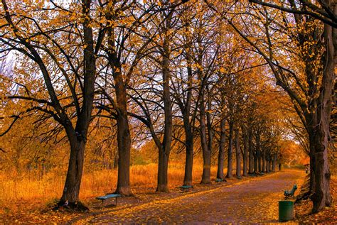 Autumn Street Autumn Street Autumn Scenes Old Trees