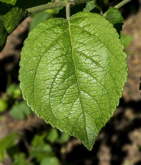 Closeup Of New Born Apple Leaf Stock Photo Image Of Beauty Isolated