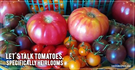 Lets Talk Tomatoes Specifically Heirlooms The Rising Spoon
