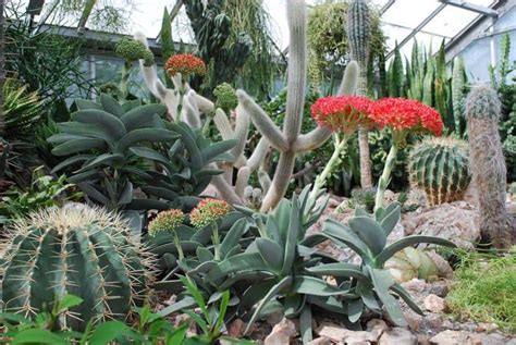 68 Cactus Landscaping Ideas That Will Inspire You Garden Tabs