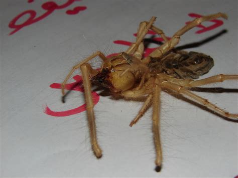 They do not like sunlight so during this time they retreat to areas under rocks, other. Camel Spider; DISPLAY FULL IMAGE.
