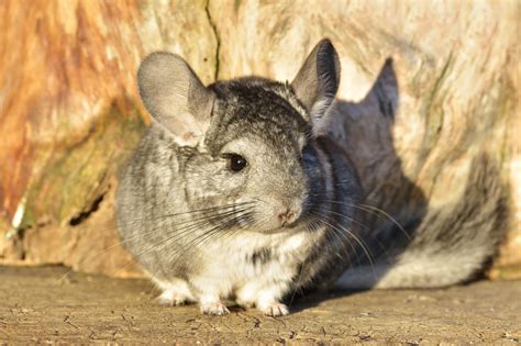 26 Chinchilla Pictures You Need to See | Reader's Digest