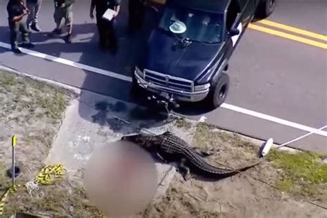 Florida Police Investigating After Alligator Was Found Carrying Dead Body