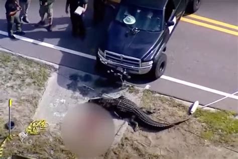 florida police investigating after alligator was found carrying dead body