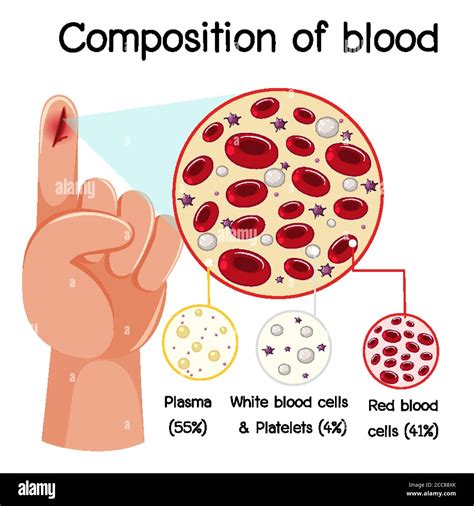 Composition Of Blood Diagram Illustration Stock Vector Image And Art Alamy