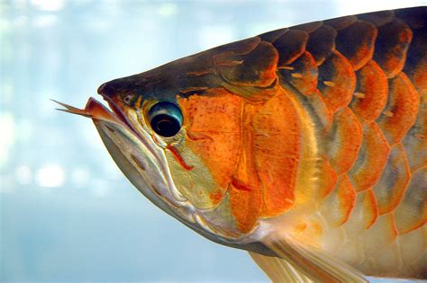 Arowana fishes available for sale at good prices,we supply best quality arowana fishes of all kinds,e.g:asian red,super red,rtg,chilli red,silvers etc.all top quality super red arowanas fish and many others fish for sale we supply live super red, red asian arowana,jardini arowana,chili red. Asian arowana fish Information, and Hd pictures other details