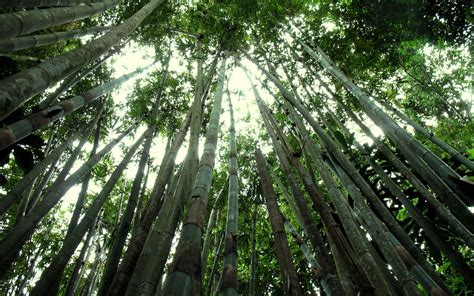 Bamboo Forest Japan Computer Wallpaper 51 Images