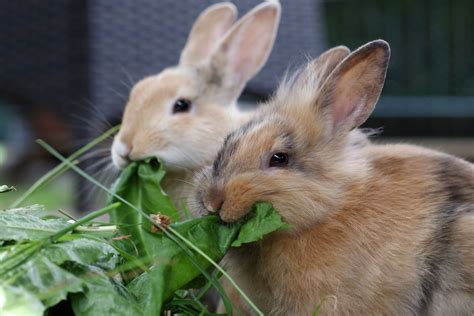 Vergesellschaftung Von Kaninchen So Finden Die Kaninchen Harmonisch