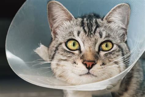 Male Cat Before And After Neutering Behavior And Recovery Grayson Vets