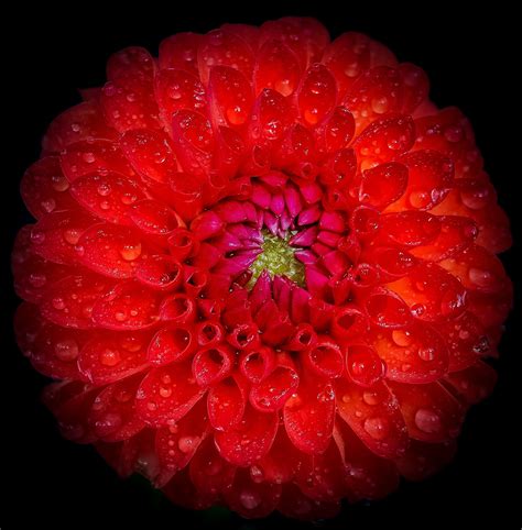1080x1920 Wallpaper Red Petaled Flower Peakpx
