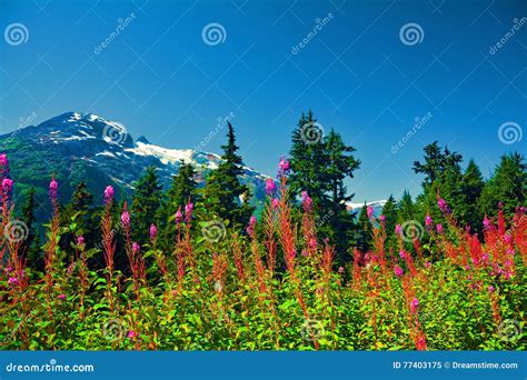 Canada Summer Mountains Snow Flowers Pink Trees Stock Image Image Of