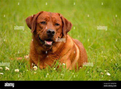 Adult Labrador Retriever Hi Res Stock Photography And Images Alamy