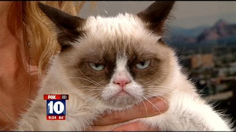 Tv Show Grumpy Cat Sad Funny Pictures And Best Jokes