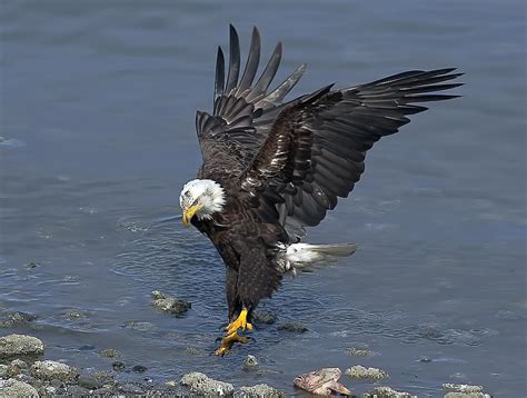 Eagle Landing 4 Photograph By Evergreen Photography Fine Art America