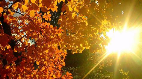 Tree Leaves Yellow Autumn Branches Sunbeams Light Patches Hd Nature