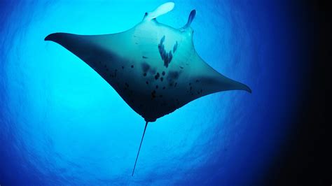 🥇 Fish Manta Ray Rays Underwater Wallpaper 142190