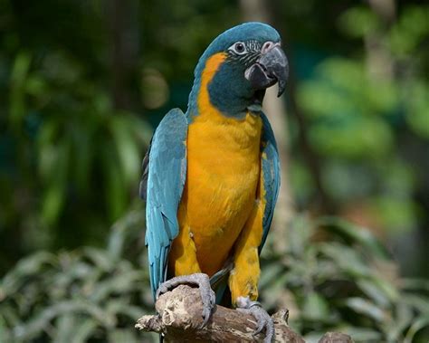 Blue Throated Macaw Facts Pet Care Temperament Pictures
