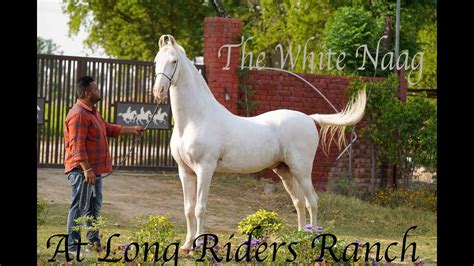 Nukra Horse Stallion White Naag A Big Nukra Horse Youtube