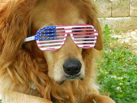 In fact, hollywood has pursued the relationship between man's best friend for just as long. 10 Reasons Why Dogs Are Man's Best Friend