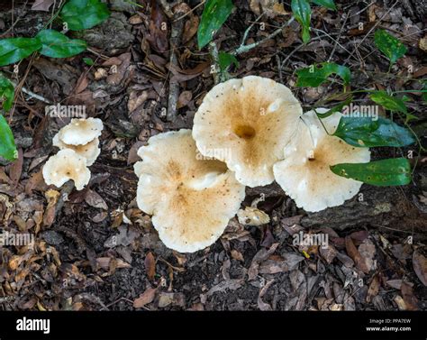 Large White Mushrooms On Forest Floor In North Central Florida Sheep