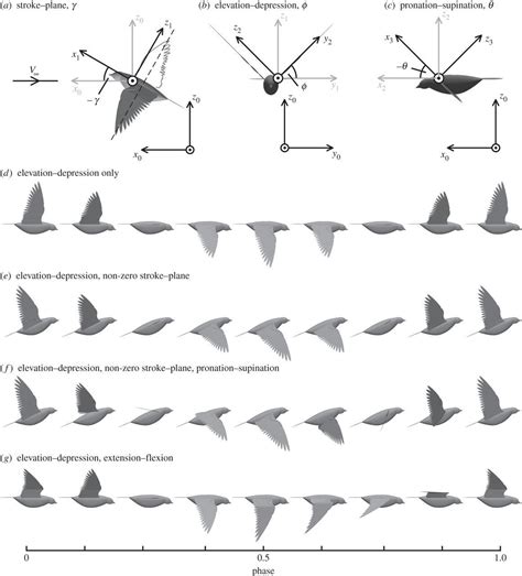 Anatoref — Birds Wing Flapping Reference Source 1 Source 2 Bird