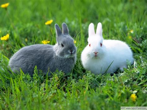 Rabbit Hd Funny Wallpapers ~ Funny Wallpapers