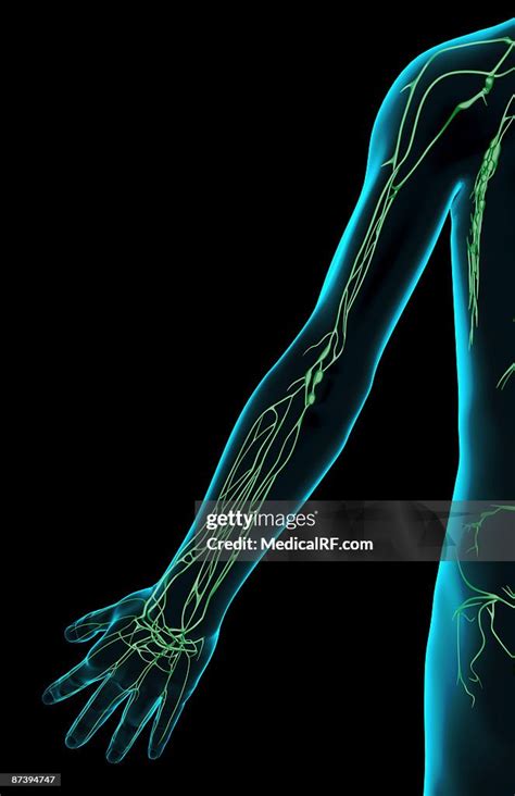 The Lymph Supply Of The Upper Limb Stock Illustration Getty Images