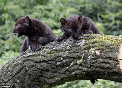 Black Panther Cubs Time For A Close Up Twin Panther Cubs Are Instant