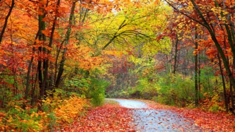 here s when fall colors are expected to peak across michigan in 2022