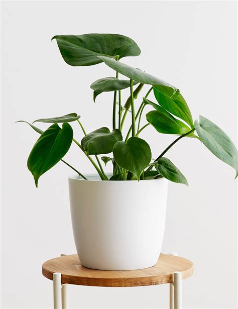 Give Your Space A Fresh Update With A Pop Of Real Live Greenery This