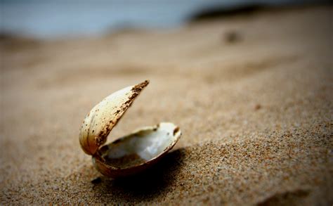 The chowder clam, the cherrystone, and the littleneck are all the same bivalve species: An Empty Clam Shell | Shutterbug