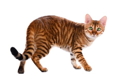Unraveling The Toyger Cat Breed Characteristics Care And More
