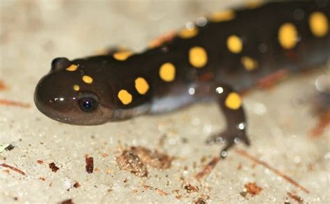 The Spotted Salamander Harbinger Of Spring Ontario Parks
