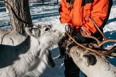 Reindeer Safari Luosto Lapland Safaris