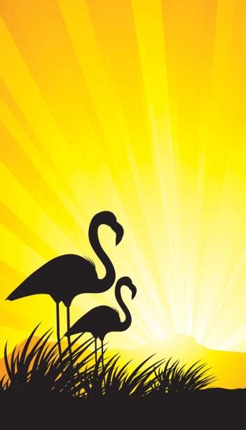 Animated Flamingo Backgrounds Illustrations Royalty Free Vector