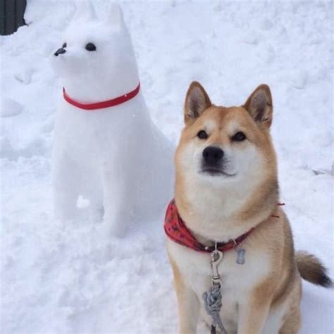Dog meme pup memes funny hat profile gaming rapper. shiba inu meme | Tumblr