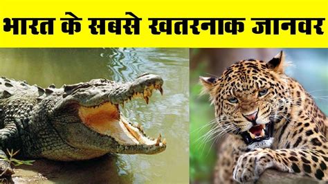 Top 10 Most Dangerous Animals In India Youtube