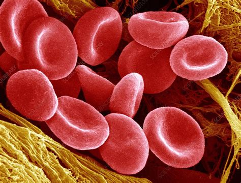 Red Blood Cells Sem Stock Image P2420441 Science Photo Library
