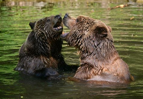 10 Facts About Brown Bears Four Paws In Us Global Animal Protection