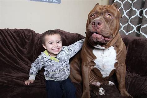 Hulk 175 Lb Pitbull Considered The World S Largest Pitbull And Truly A Gentle Giant