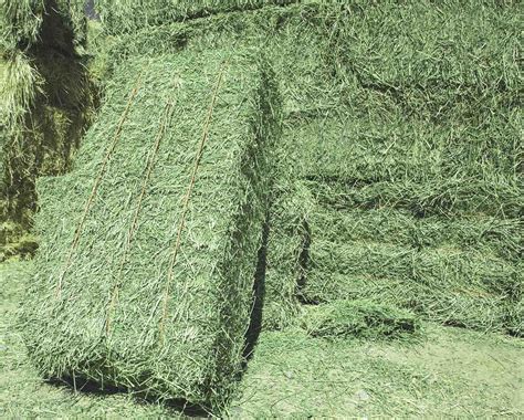 Horse Alfalfa Hay For Sale Near Me Lani Belanger