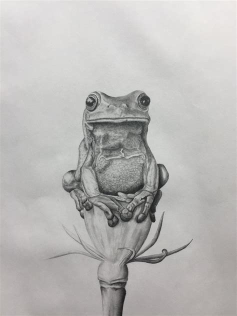 60 Frog On A Flower Sketch Orginal Art Pencil Drawing By Elena