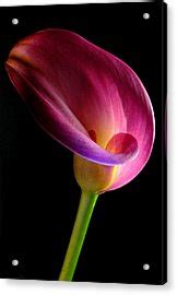 Pink Calla Lily Photograph By Dung Ma