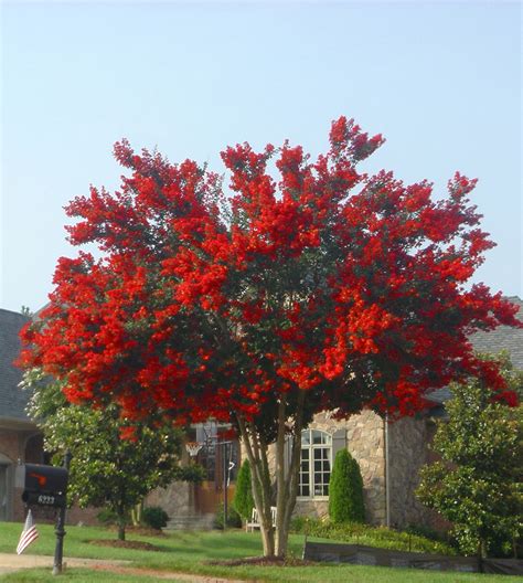 Dynamite Crape Myrtle Fast Growing Trees Crape Myrtle Small