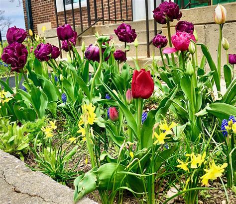 More spring blooms appear on Governors Island | Governors Island